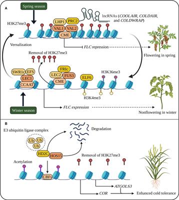 Epigenetic stress memory: A new approach to study cold and heat stress responses in plants